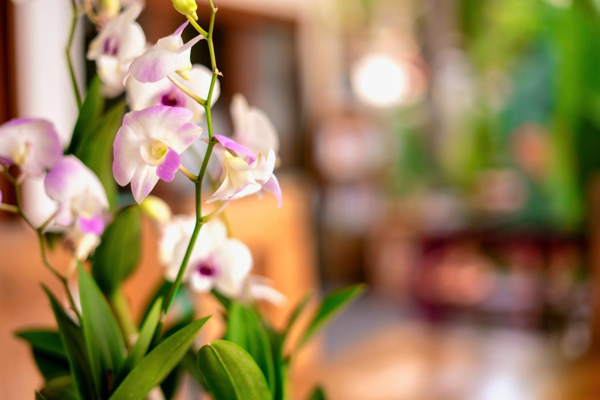 Orchid Lodge Samui - Bed & Breakfast Lamai Beach  Buitenkant foto